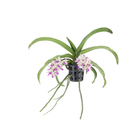 Orquidea Rhynchostylis Variada