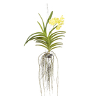 Orquídea Vanda Cesta Vazada