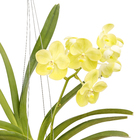 Orquídea Vanda Cesta Vazada