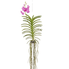 Orquídea Vanda Cesta Vazada