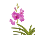 Orquídea Vanda Cesta Vazada