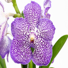 Orquídea Vanda Cesta Vazada