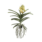 Orquidea Vanda Cesta Vazada Variada