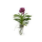 Orquidea Vanda Cesta Vazada Variada