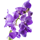 Orquidea Vanda Cesta Vazada Variada