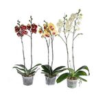 ORQUIDEA VARIADA PREMIUM P12