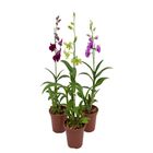 ORQUIDEAS (DENPHALAEN P17)