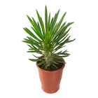 Pachypodium lamerei PT19