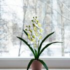 Pacote Com 5 Orquídeas Dançante Realista Para Composição De F