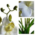 Pacote Com 5 Orquídeas Dançante Realista Para Composição De F