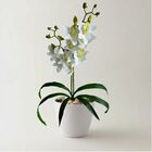 Pacote Com 5 Orquídeas Dançante Realista Para Composição De F