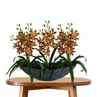 Pacote Com 5 Orquídeas Dançante Realista Para Composição De F