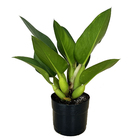 Pacova Philodendron Martianum Médio Pote 3 Planta Natural