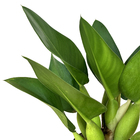 Pacova Philodendron Martianum Médio Pote 3 Planta Natural