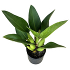 Pacova Philodendron Martianum Médio Pote 3 Planta Natural