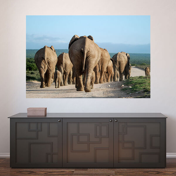 Painel Adesivo De Parede - Animais - Elefante - 1149png