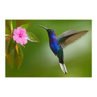 Painel Adesivo De Parede - Beija-flor - Animais - 1671pnm