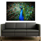 Painel Adesivo De Parede - Pavão - 140pnp