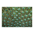 Painel Adesivo De Parede - Penas De Pavão - Animais - 1726png