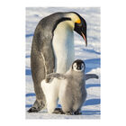 Painel Adesivo De Parede - Pinguim - Animais - 1840png