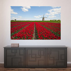 Painel Adesivo De Parede - Tulipas - 328png