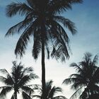 Painel de Parede Estampado Coqueiros Praia