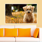 Painel Fotográfico Adesivo Animais 27-p 56x67cm
