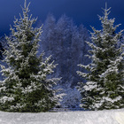 Painel Fotográfico Infantil Tres Árvores Natal 1.5x1.5mp1725