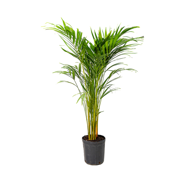 Palmeira Areca Bambu Dypsis Lutescens Médio Planta Natural