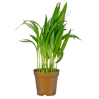 Palmeira Areca Bambu Pote 11