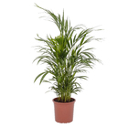 Palmeira Areca Bambu Pote 17