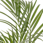 Palmeira Areca Bambu Pote 17