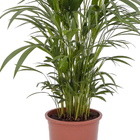 Palmeira Areca Bambu Pote 17