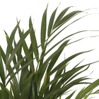 Palmeira Areca Bambu Pote 24