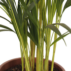 Palmeira Areca Bambu Pote 24