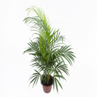 Palmeira Areca Bambu Pote 24