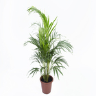 Palmeira Areca Bambu Pote 24