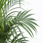 Palmeira Areca Bambu Pote 24