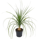 Palmeira Beaucarnea Guatemalense Pote 17