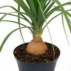 Palmeira Beaucarnea Guatemalense Pote 17