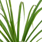 Palmeira Beaucarnea Guatemalense Pote 20