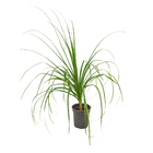 Palmeira Beaucarnea Guatemalense Pote 20
