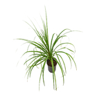 Palmeira Beaucarnea Guatemalense Pote 20