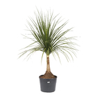 Palmeira Beaucarnea Guatemalense Pote 45