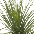 Palmeira Beaucarnea Guatemalense Pote 45