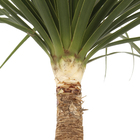 Palmeira Beaucarnea Guatemalense Pote 45