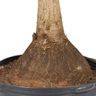 Palmeira Beaucarnea Guatemalense Pote 45