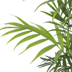 Palmeira Chamaedorea Elegans Pote 11