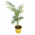 Palmeira Chamaedorea Elegans Pote 11