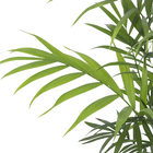 Palmeira Chamaedorea elegans Pote 11 Planta Natural